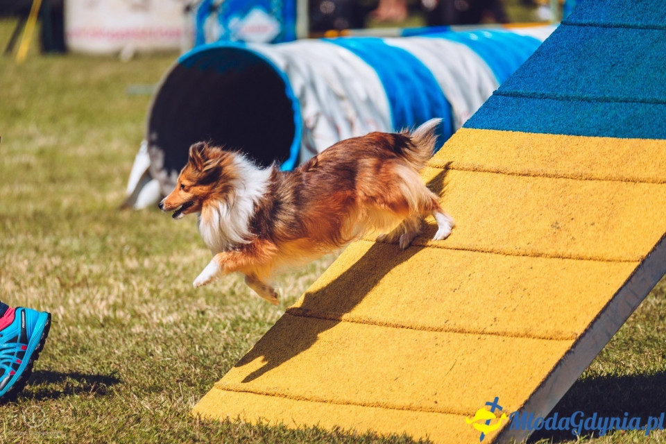 XXIV Krajowa Wystawa Psów Rasowych - National Dog Show (CAC)