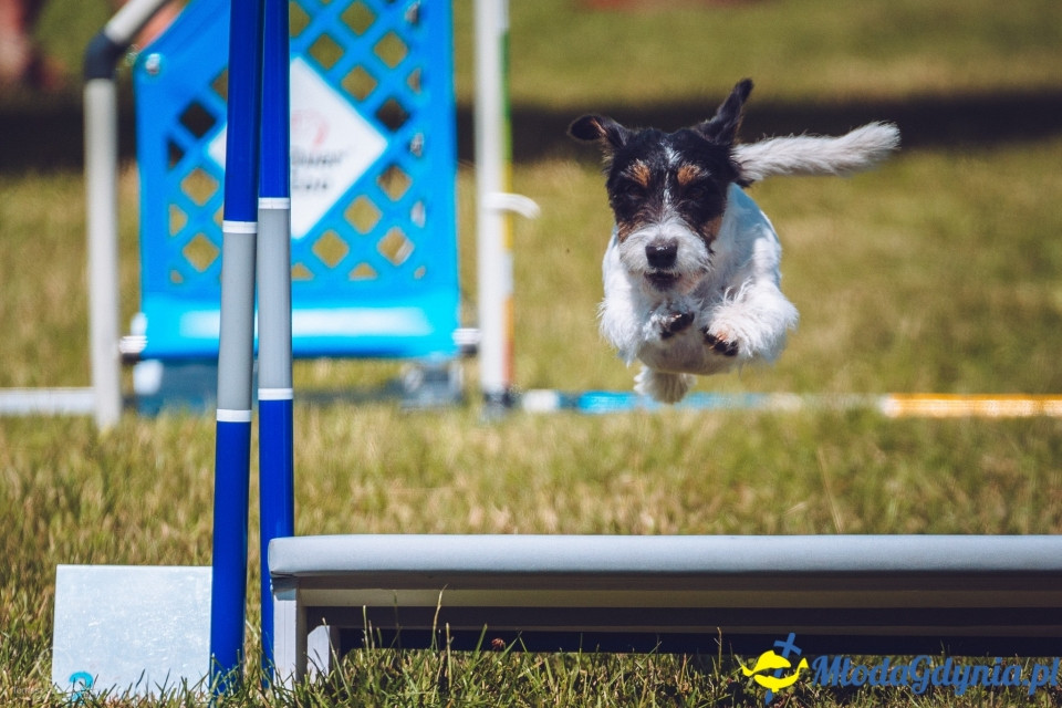 XXIV Krajowa Wystawa Psów Rasowych - National Dog Show (CAC)
