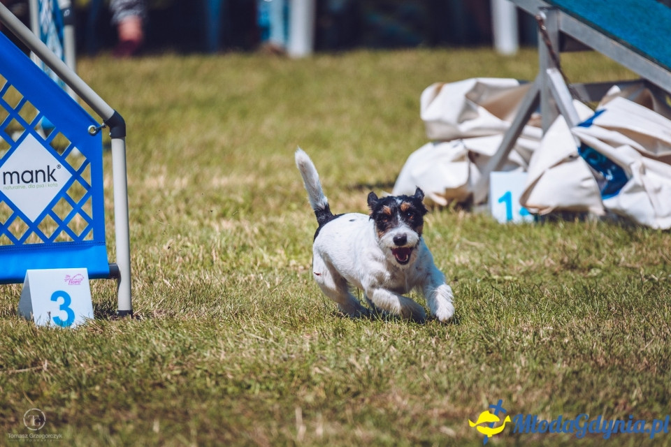 XXIV Krajowa Wystawa Psów Rasowych - National Dog Show (CAC)