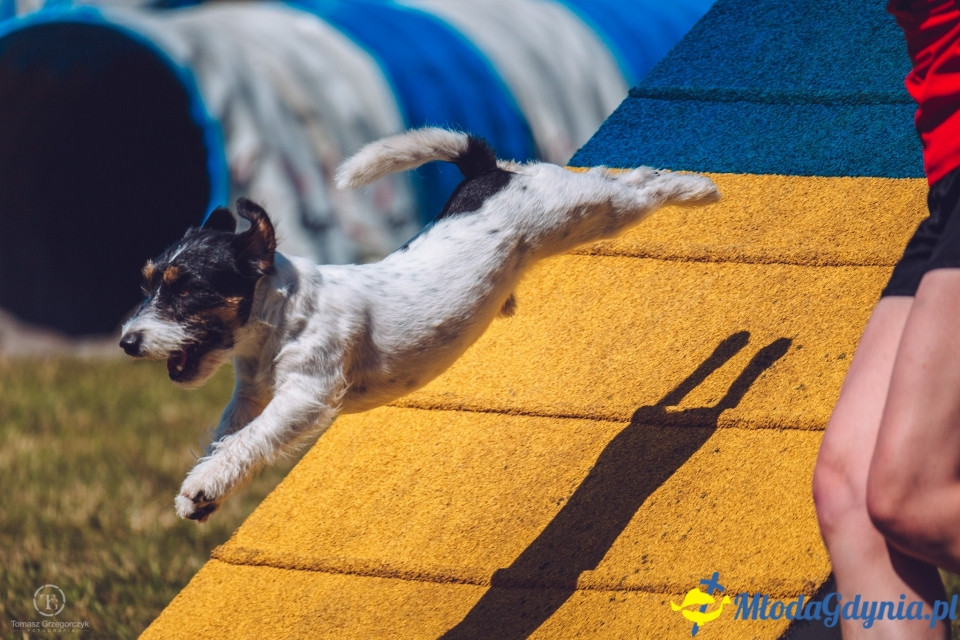 XXIV Krajowa Wystawa Psów Rasowych - National Dog Show (CAC)
