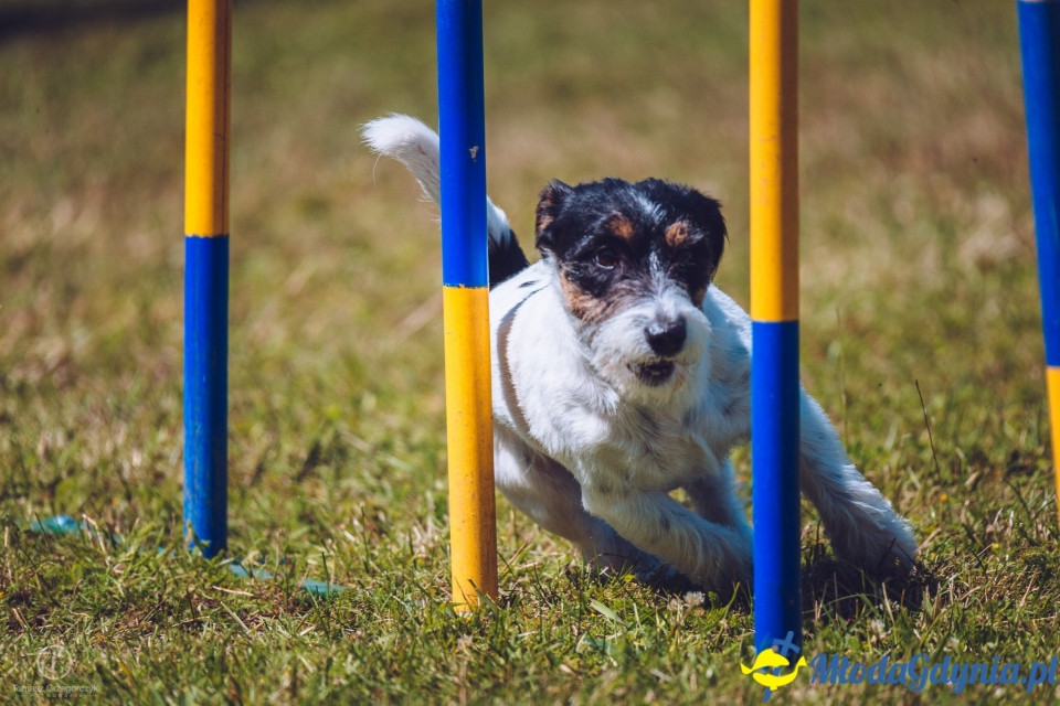 XXIV Krajowa Wystawa Psów Rasowych - National Dog Show (CAC)
