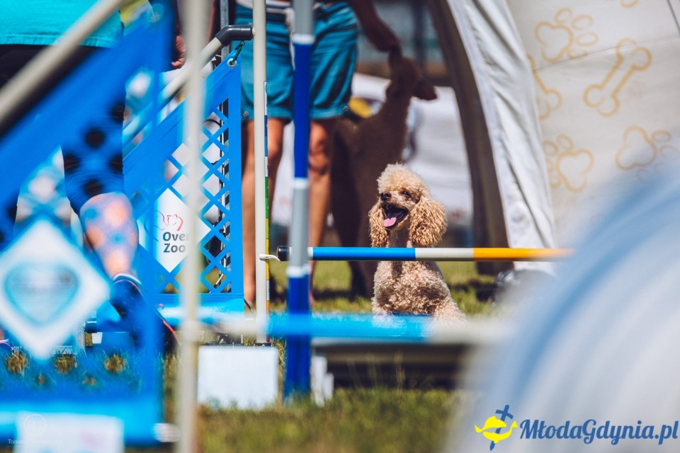 XXIV Krajowa Wystawa Psów Rasowych - National Dog Show (CAC)