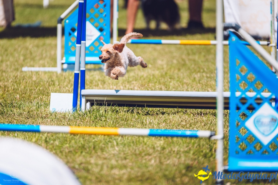 XXIV Krajowa Wystawa Psów Rasowych - National Dog Show (CAC)