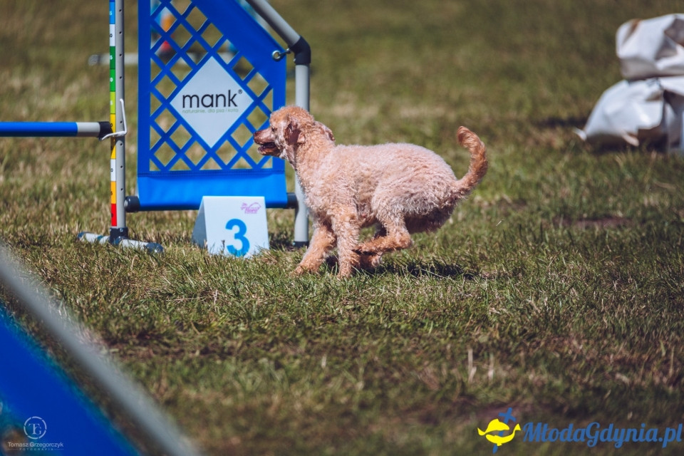XXIV Krajowa Wystawa Psów Rasowych - National Dog Show (CAC)