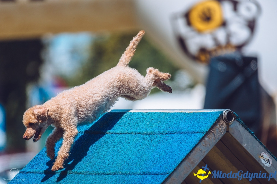 XXIV Krajowa Wystawa Psów Rasowych - National Dog Show (CAC)