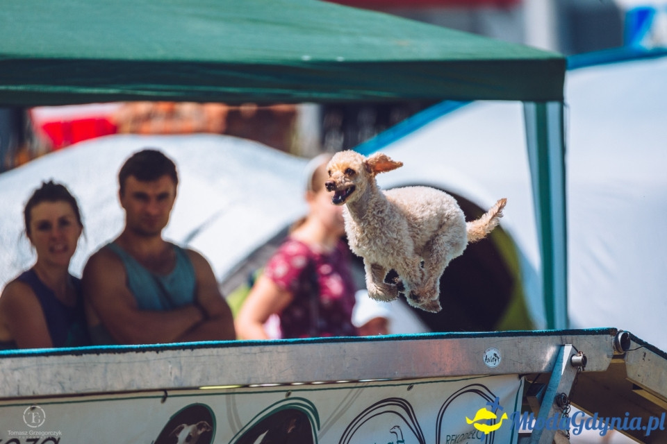 XXIV Krajowa Wystawa Psów Rasowych - National Dog Show (CAC)