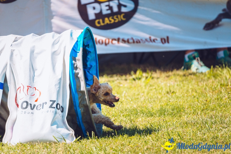 XXIV Krajowa Wystawa Psów Rasowych - National Dog Show (CAC)