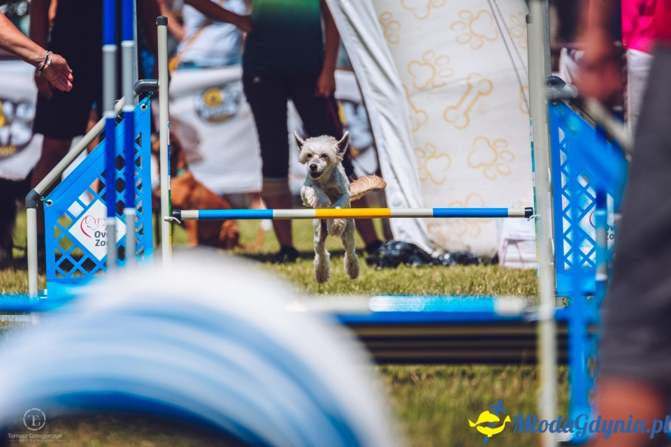 XXIV Krajowa Wystawa Psów Rasowych - National Dog Show (CAC)