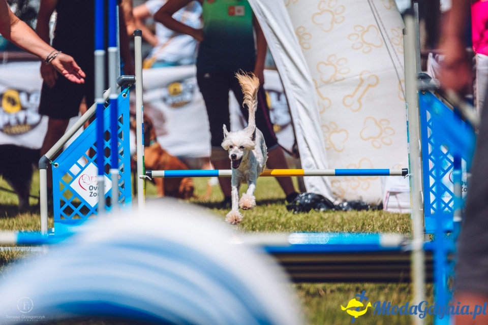 XXIV Krajowa Wystawa Psów Rasowych - National Dog Show (CAC)