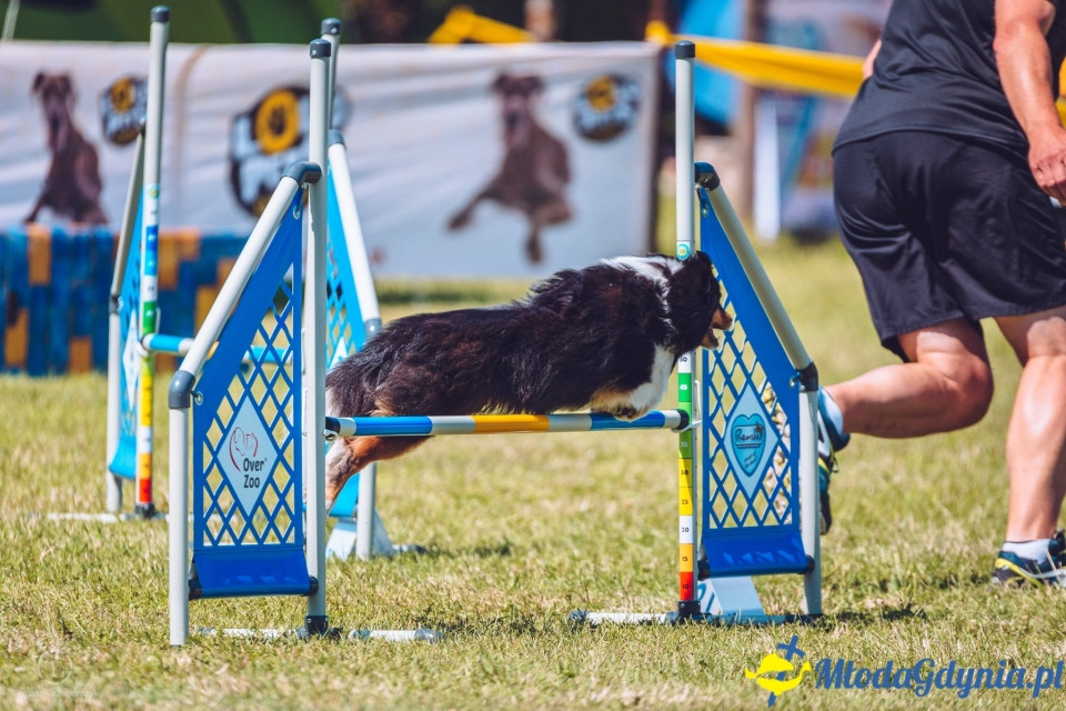 XXIV Krajowa Wystawa Psów Rasowych - National Dog Show (CAC)