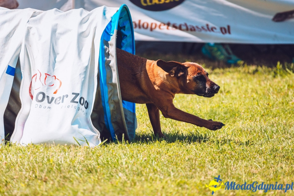 XXIV Krajowa Wystawa Psów Rasowych - National Dog Show (CAC)