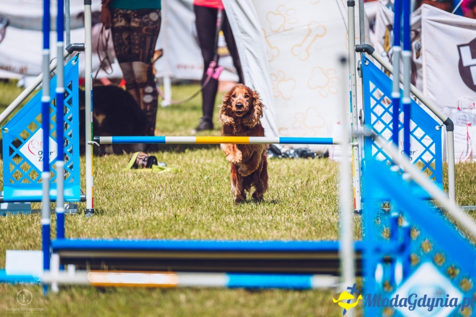 XXIV Krajowa Wystawa Psów Rasowych - National Dog Show (CAC)
