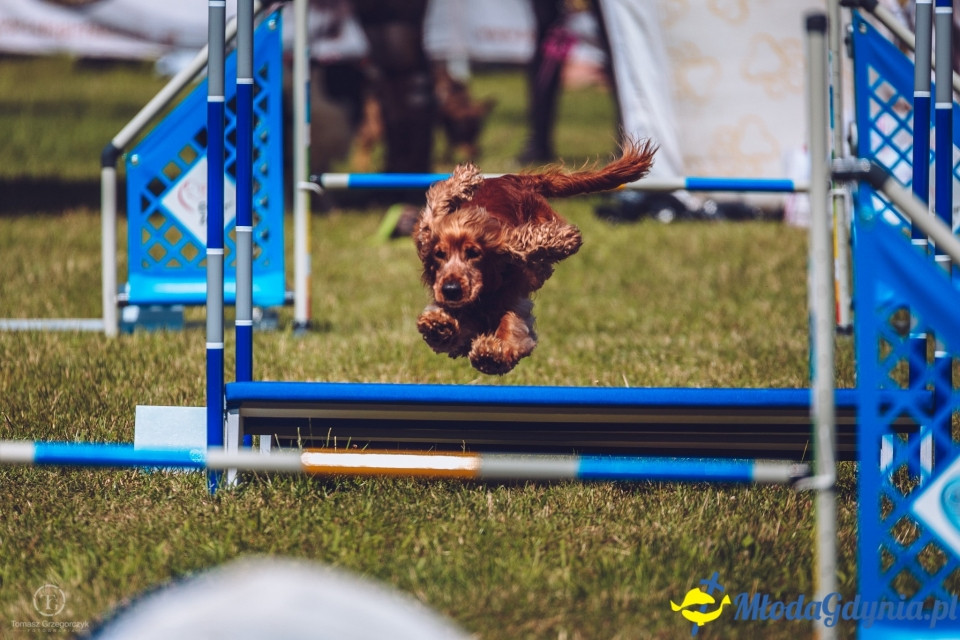 XXIV Krajowa Wystawa Psów Rasowych - National Dog Show (CAC)