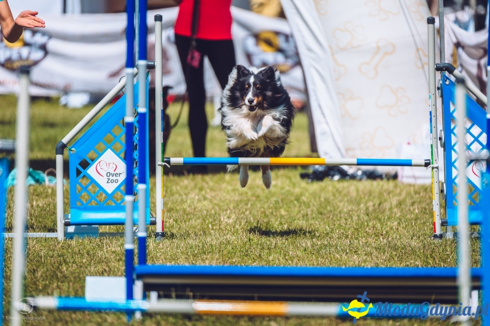 XXIV Krajowa Wystawa Psów Rasowych - National Dog Show (CAC)