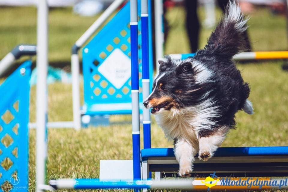 XXIV Krajowa Wystawa Psów Rasowych - National Dog Show (CAC)