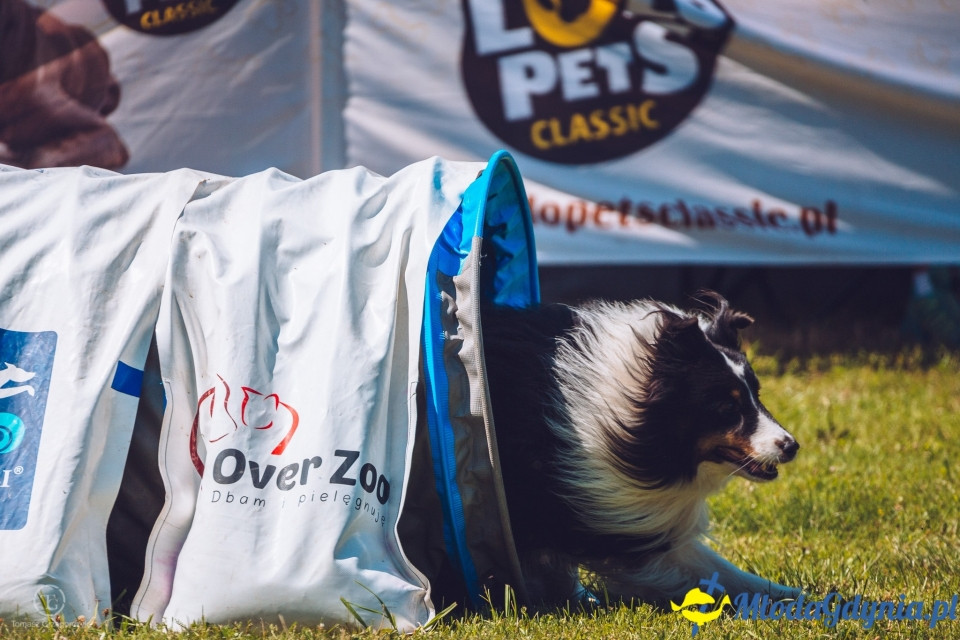 XXIV Krajowa Wystawa Psów Rasowych - National Dog Show (CAC)