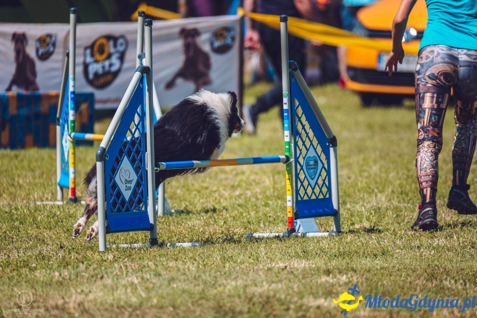 XXIV Krajowa Wystawa Psów Rasowych - National Dog Show (CAC)