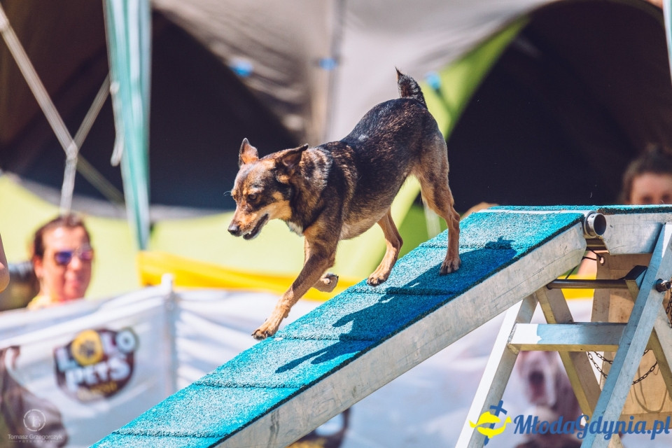 XXIV Krajowa Wystawa Psów Rasowych - National Dog Show (CAC)
