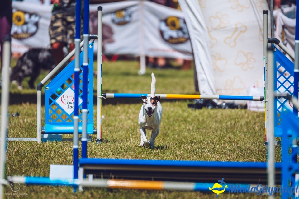 XXIV Krajowa Wystawa Psów Rasowych - National Dog Show (CAC)