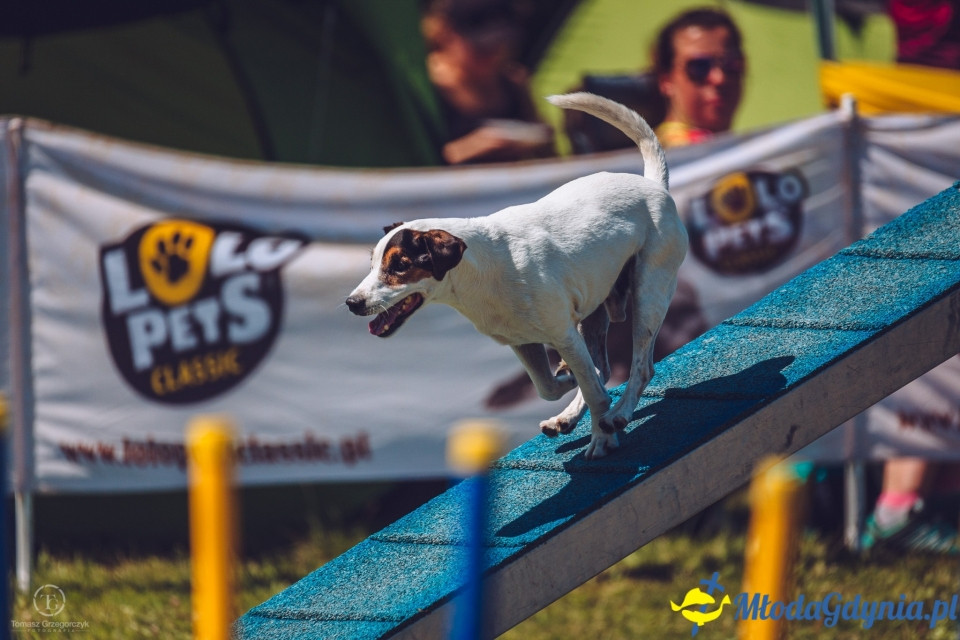 XXIV Krajowa Wystawa Psów Rasowych - National Dog Show (CAC)