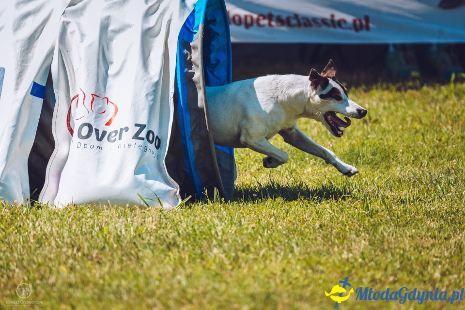 XXIV Krajowa Wystawa Psów Rasowych - National Dog Show (CAC)