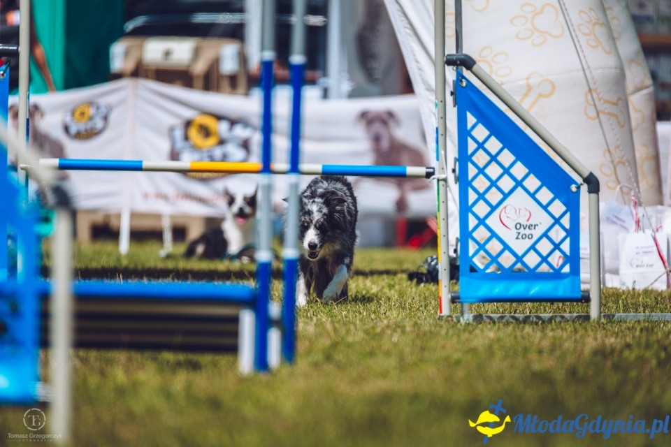 XXIV Krajowa Wystawa Psów Rasowych - National Dog Show (CAC)