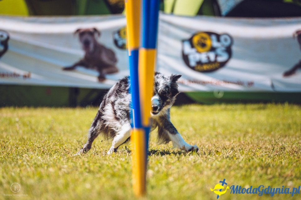 XXIV Krajowa Wystawa Psów Rasowych - National Dog Show (CAC)