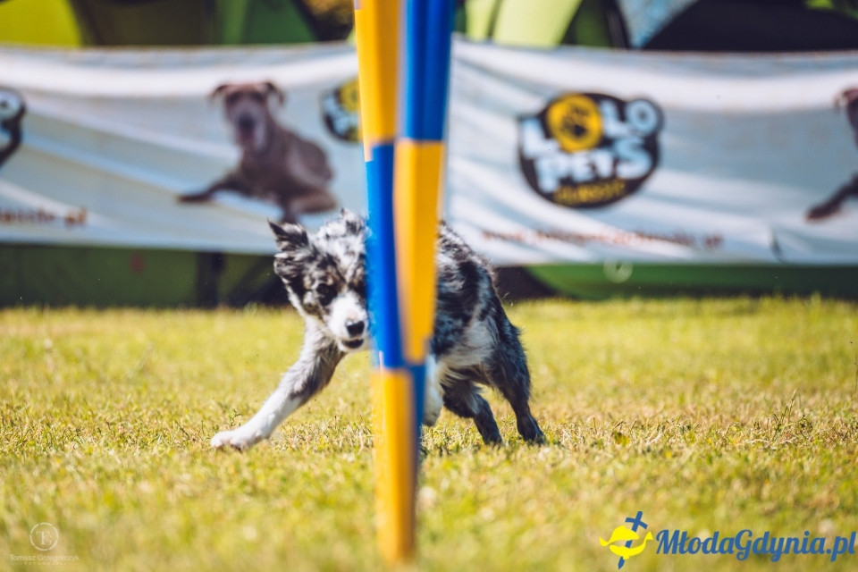 XXIV Krajowa Wystawa Psów Rasowych - National Dog Show (CAC)