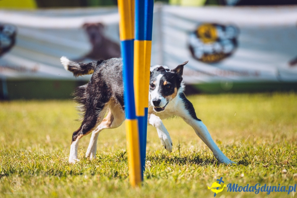 XXIV Krajowa Wystawa Psów Rasowych - National Dog Show (CAC)