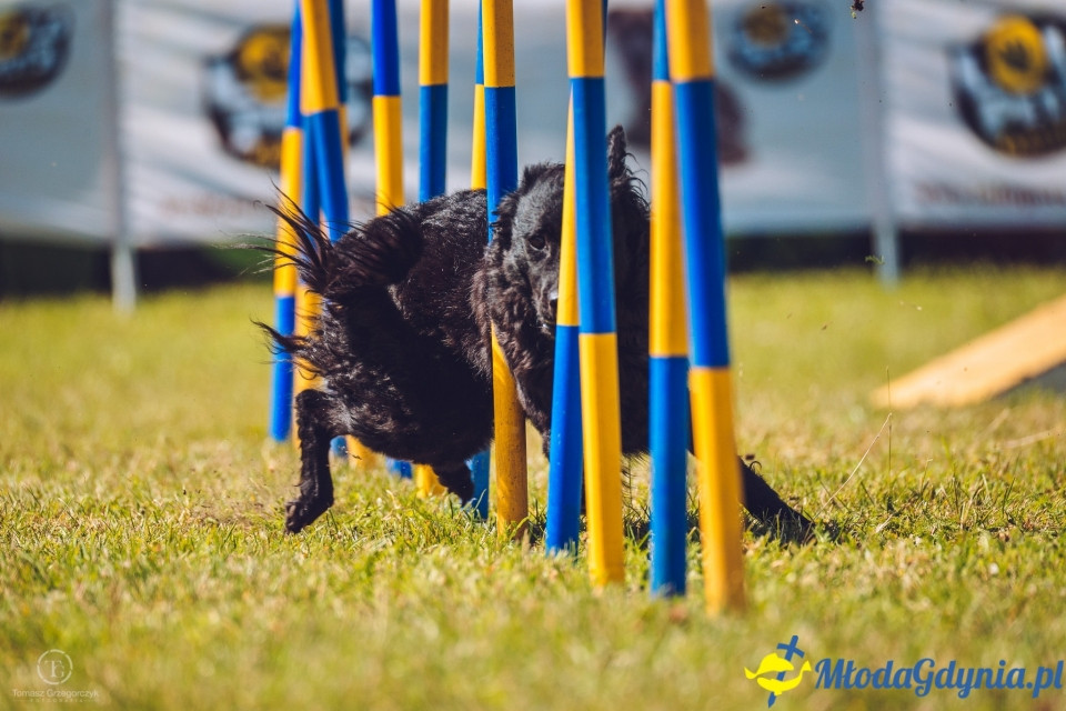 XXIV Krajowa Wystawa Psów Rasowych - National Dog Show (CAC)