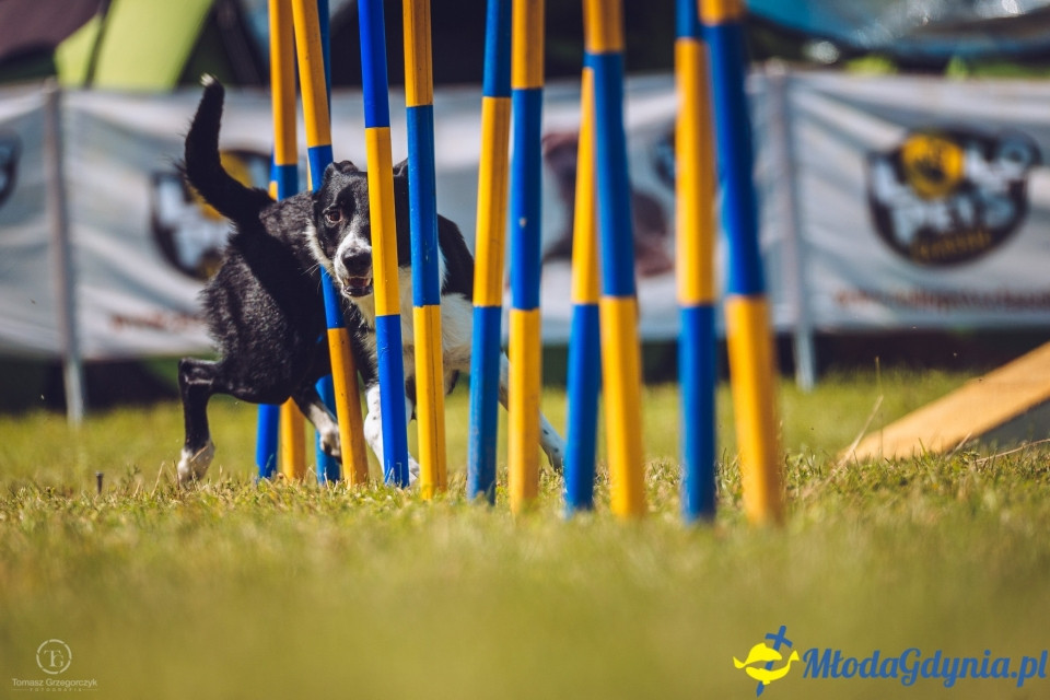 XXIV Krajowa Wystawa Psów Rasowych - National Dog Show (CAC)
