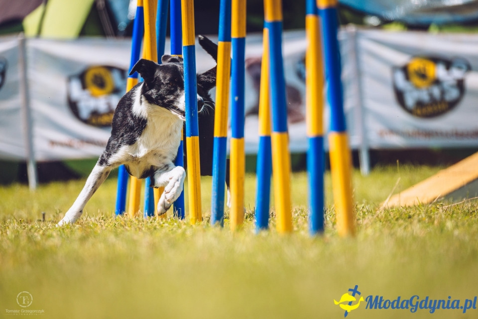 XXIV Krajowa Wystawa Psów Rasowych - National Dog Show (CAC)