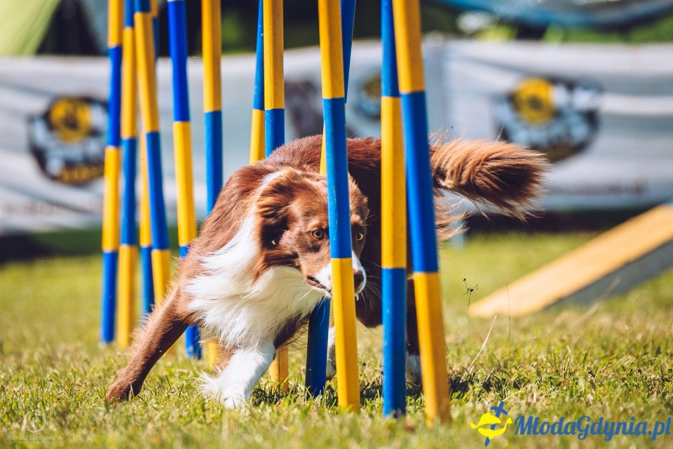 XXIV Krajowa Wystawa Psów Rasowych - National Dog Show (CAC)
