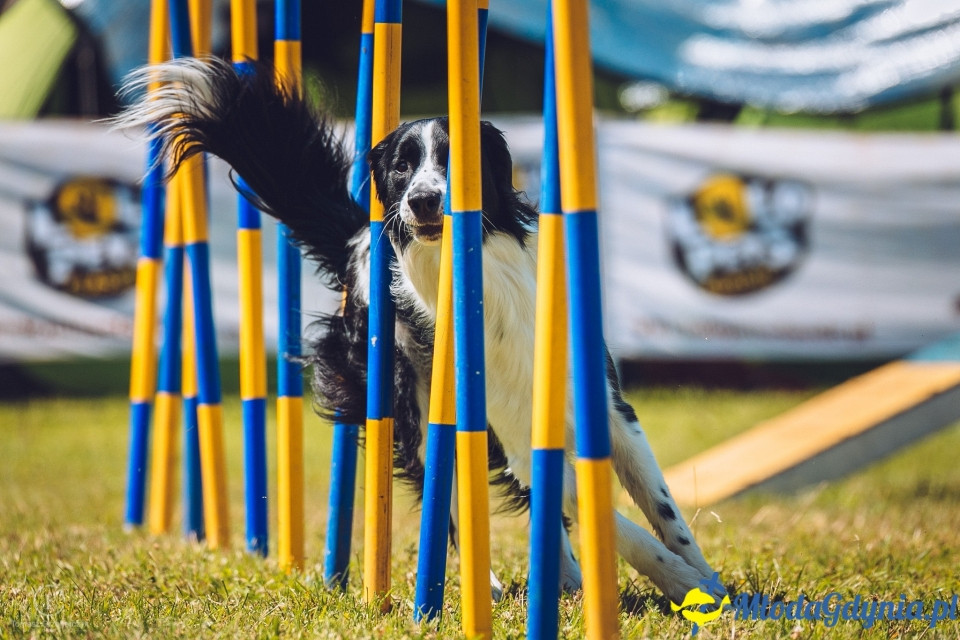 XXIV Krajowa Wystawa Psów Rasowych - National Dog Show (CAC)