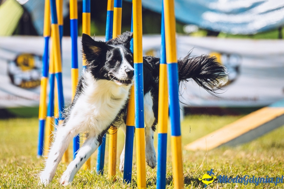 XXIV Krajowa Wystawa Psów Rasowych - National Dog Show (CAC)