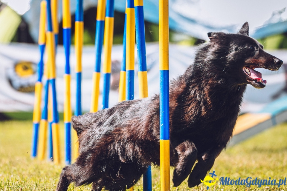 XXIV Krajowa Wystawa Psów Rasowych - National Dog Show (CAC)