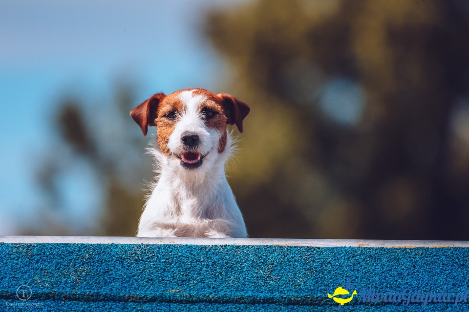 XXIV Krajowa Wystawa Psów Rasowych - National Dog Show (CAC)