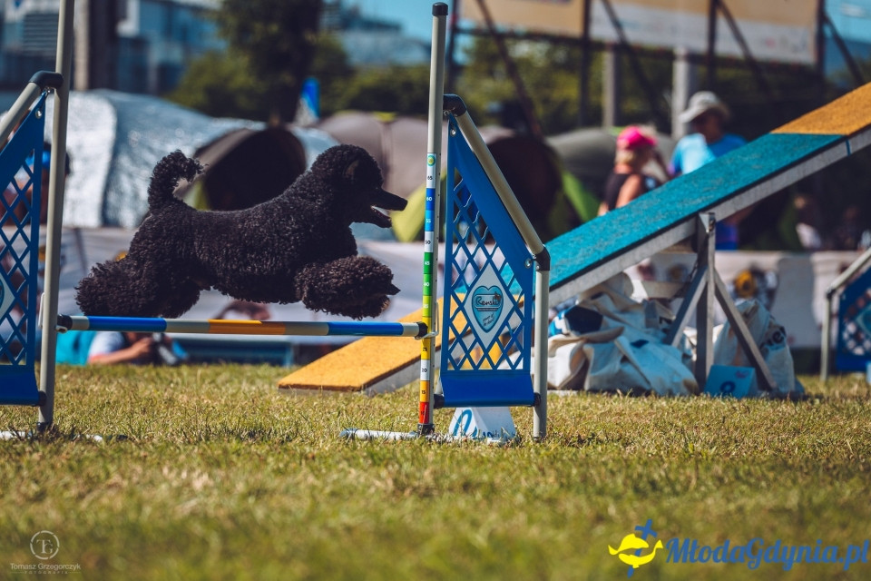 XXIV Krajowa Wystawa Psów Rasowych - National Dog Show (CAC)