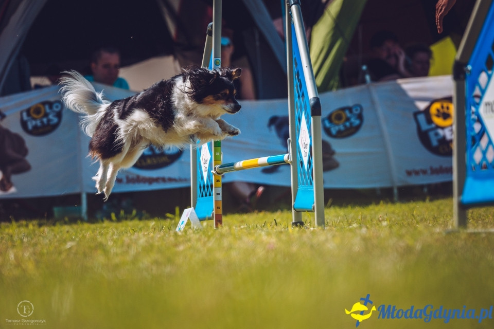 XXIV Krajowa Wystawa Psów Rasowych - National Dog Show (CAC)