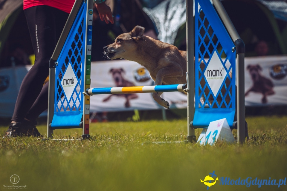 XXIV Krajowa Wystawa Psów Rasowych - National Dog Show (CAC)