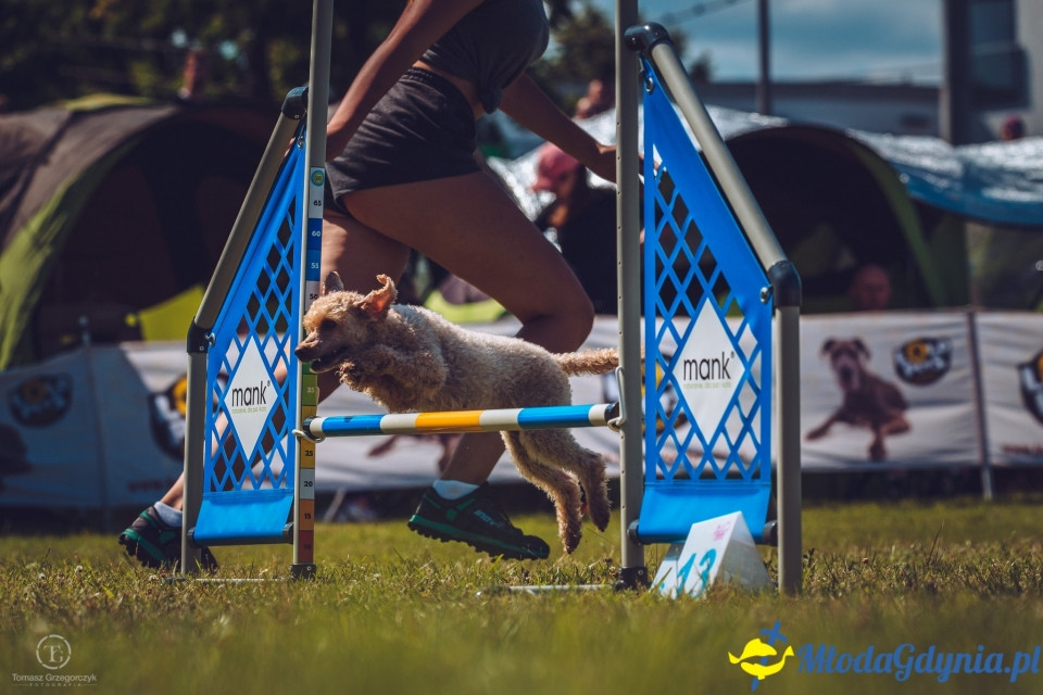 XXIV Krajowa Wystawa Psów Rasowych - National Dog Show (CAC)