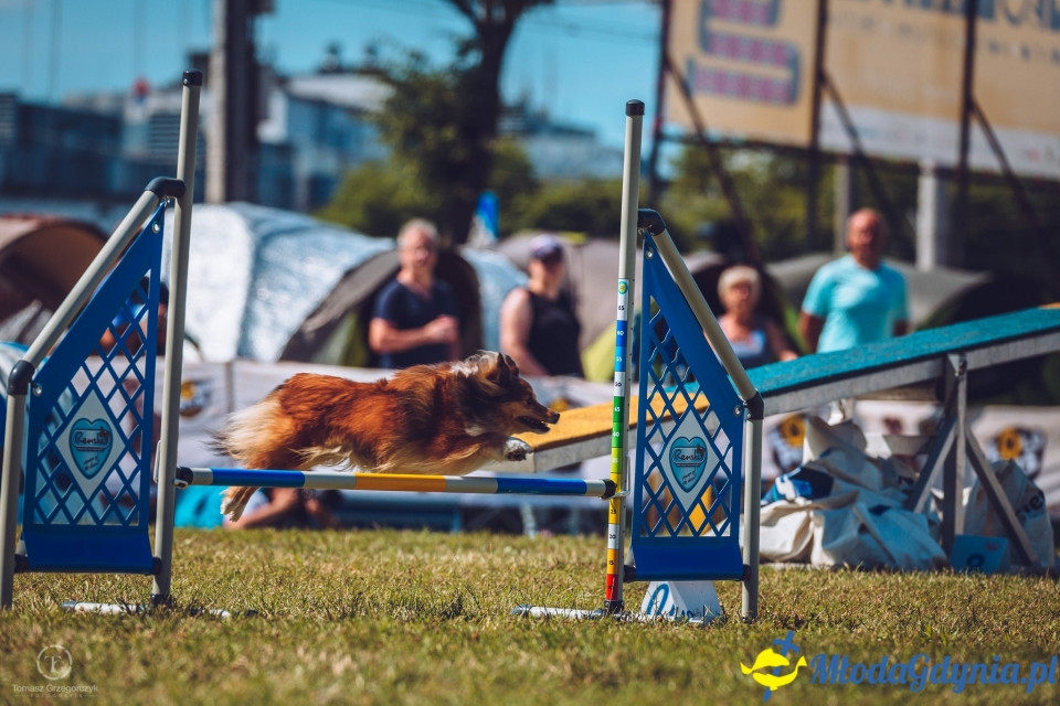 XXIV Krajowa Wystawa Psów Rasowych - National Dog Show (CAC)