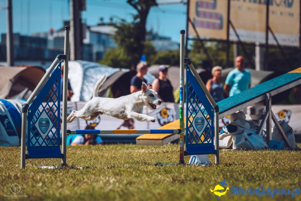 XXIV Krajowa Wystawa Psów Rasowych - National Dog Show (CAC)