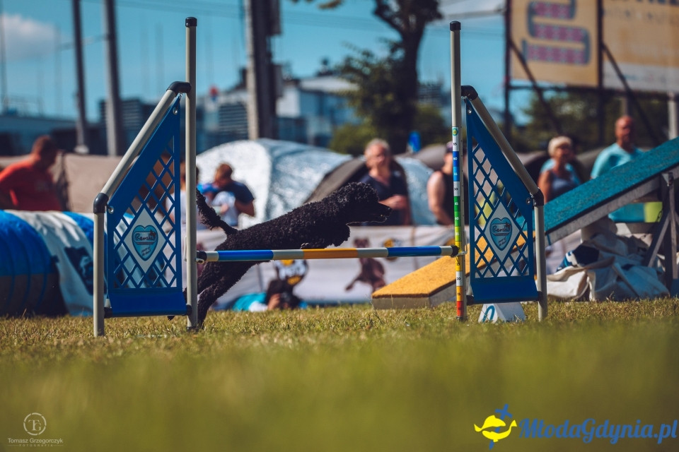 XXIV Krajowa Wystawa Psów Rasowych - National Dog Show (CAC)
