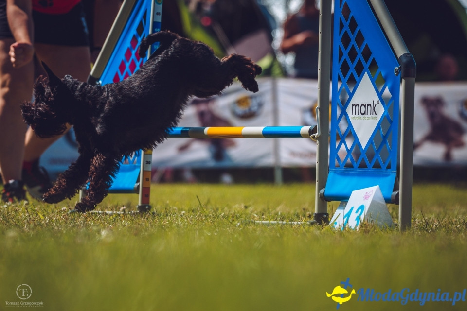 XXIV Krajowa Wystawa Psów Rasowych - National Dog Show (CAC)