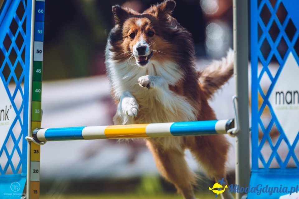 XXIV Krajowa Wystawa Psów Rasowych - National Dog Show (CAC)