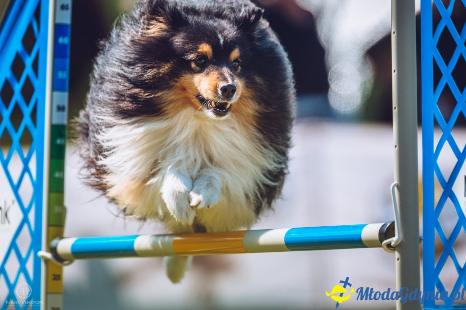 XXIV Krajowa Wystawa Psów Rasowych - National Dog Show (CAC)