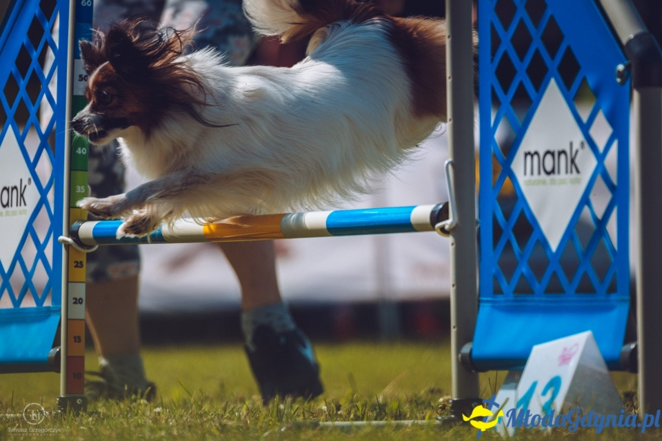 XXIV Krajowa Wystawa Psów Rasowych - National Dog Show (CAC)