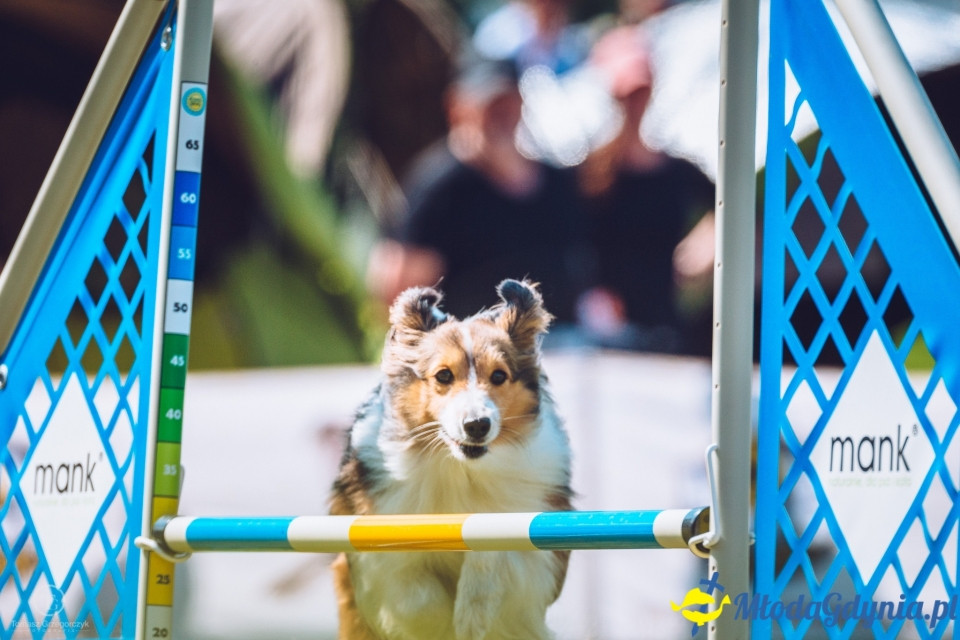 XXIV Krajowa Wystawa Psów Rasowych - National Dog Show (CAC)