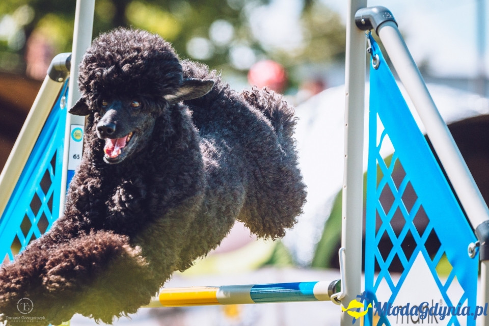 XXIV Krajowa Wystawa Psów Rasowych - National Dog Show (CAC)